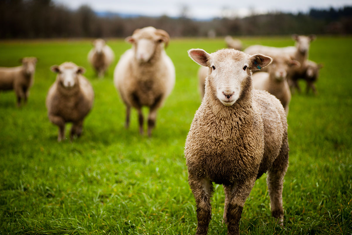 sheep in a field