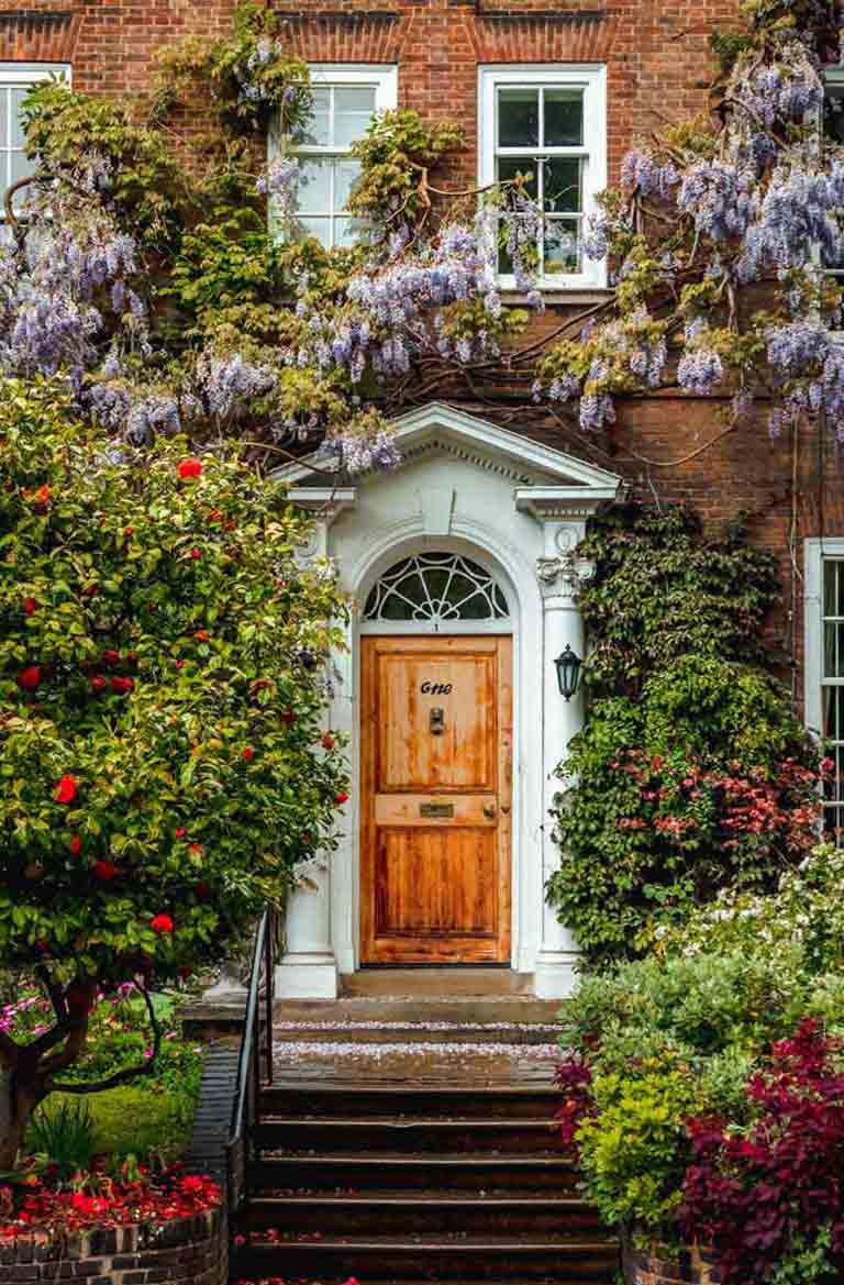 Cozy terraced town houses covered with beautiful wisteria sinensis in Kensington and Chelsea, London, England, UK.